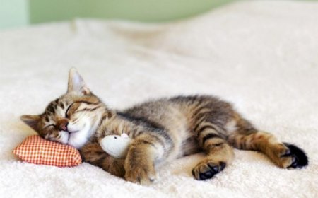 KEDİLERDE UYKU APNESİ