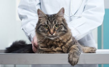 Kedilerde Sinir Sistemi