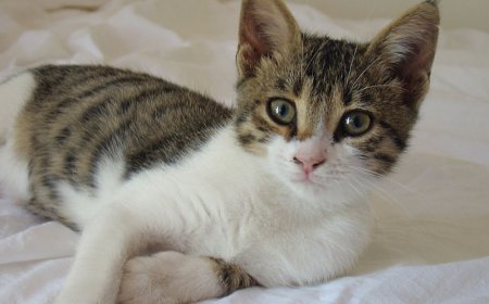 KIBRIS KEDİSİNİN EŞSİZ ÖZELLİKLERİ VE SAĞLIKLI BAKIM İPUÇLARI