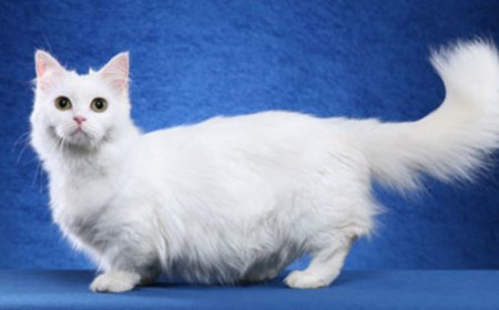 NAPOLYON KEDİSİ, SEVİMLİLİĞİ VE KARAKTERİYLE BÜYÜLEYEN BİR CİNS