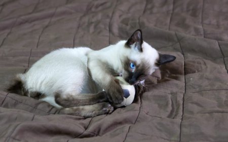 Mekong Bobtail Kedisi Özellikleri ve Bakımı