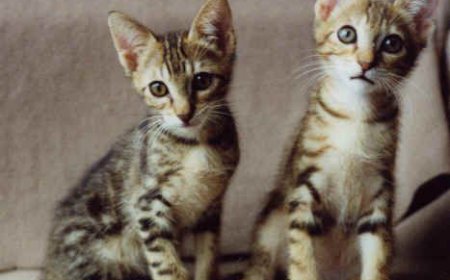 Sokoke Kedisi Özellikleri ve Bakımı