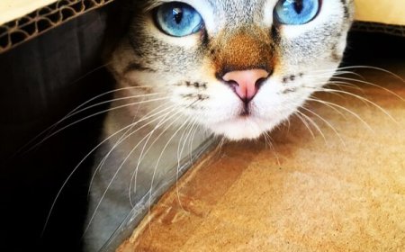 Ojos Azules Kedisinin Özellikleri ve Bakımı