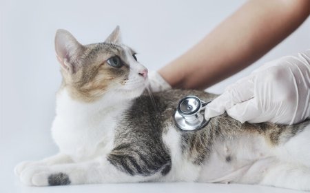 Veteriner Kliniklerinde Uygulanan Ücretlendirme Politikası