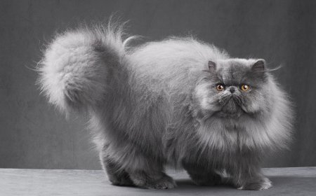 Persian / İran Kedisi Özellikleri ve Bakım Rehberi