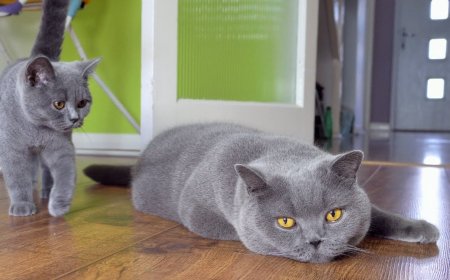 British Shorthair Kedisinin Özellikleri ve Bakımı