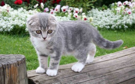 Scottish Fold Kedisinin Özellikleri ve Bakım Rehberi