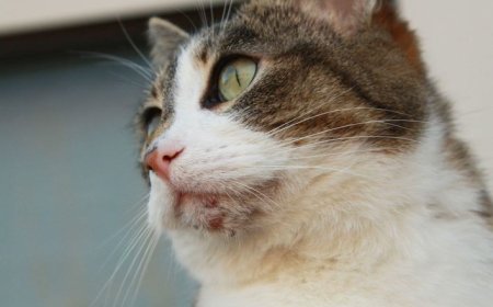 Kedi Aknesi Belirtileri Sebepleri ve Tedavi Yöntemleri