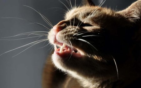 Kedilerde Hapşırma Nedenleri ve Tedavi Yöntemleri