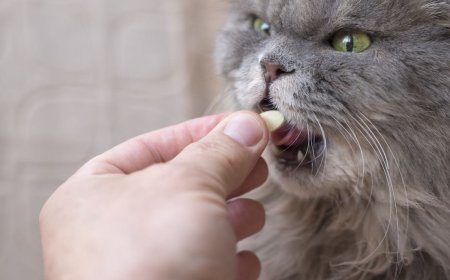 Kedilerde B Vitamini Eksikliği: Önemli Sağlık Sorunları ve Çözümler