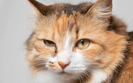 Kedilerde Göz Akıntısı Sebepleri