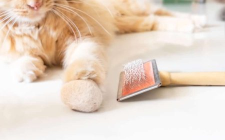 Kedi Tüy Yumağı: Nedenleri, Belirtileri ve Önleme Yolları