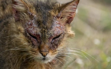 Kedilerde Demodektik Uyuzun Tedavisi ve Yönetimi