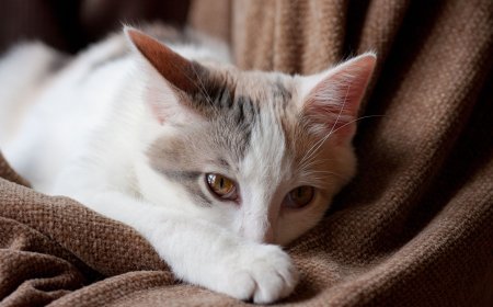 Kedilerde Gastroenterit Belirtiler Tedavi ve Önleme Yolları