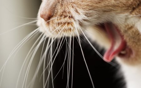 Kedilerde Kusma Nedenleri Türleri Belirtileri ve Tedavi Yöntemleri