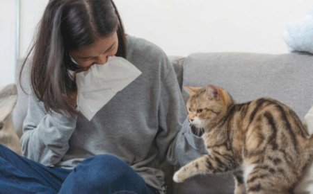 Kedi Alerjisi Belirtileri ve Yönetimi