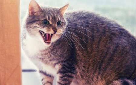 Korku Saldırganlığının Sebepleri ve Çözüm Önerileri Kediler İçin