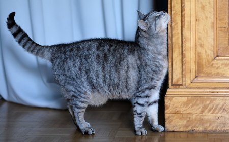 Kedilerde Dikkat Edilmesi Gereken Değişik Davranışlar