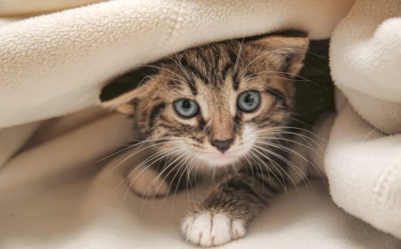 Yavru Kedi Sahiplenirken İhtiyacınız Olan Malzemeler Listesi