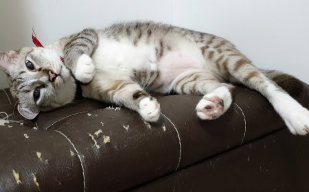 Kedilerin Mobilyaları Tırmalaması Önleme ve Eğitim Yöntemleri