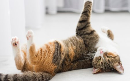 Kedilerde Kızgınlık Dönemi Tüm Detaylar Hakkında Bilgi