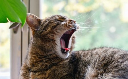 Kedilerin Neden Esnediği Sebepler ve Anlamları