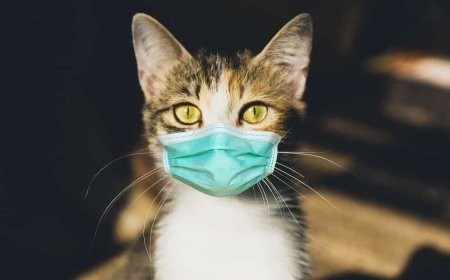 Kedilerde Üst Solunum Yolu Enfeksiyonları ve Önleme Yolları