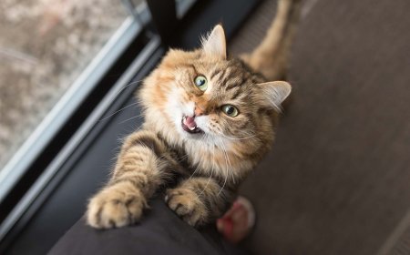 Kedilerde Aşırı Tırmalama Sorunu ve Çözüm Yolları