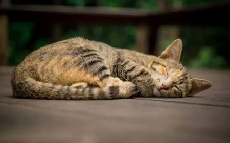 Kedilerin Soğuk Yerde Uyuma Alışkanlıkları ve Nedenleri