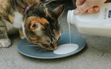 Kediler Kefir Tüketebilir Mi?