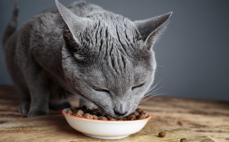 Kedi Mamasının Bozulduğunu Nasıl Anlarsınız?