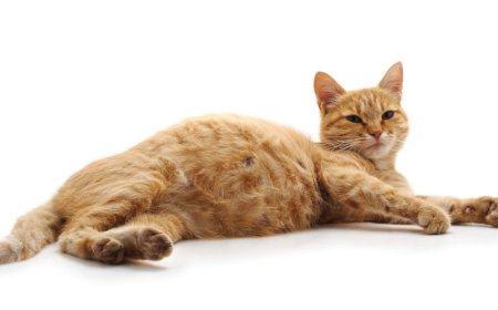 Kedimin Hamile Olup Olmadığını Nasıl Anlarım? Kedilerde Hamilelik Belirtileri ve Süresi