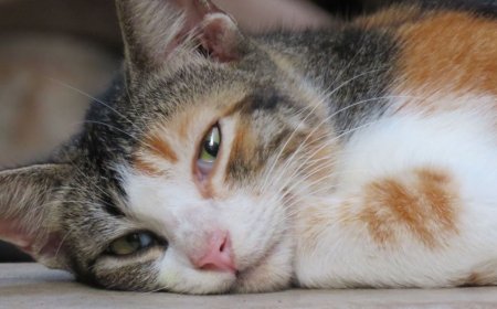 Kedilerde Beyin Tümörü Belirtileri ve Tedavi Yöntemleri