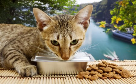 Tavuklu Ev Yapımı Kedi Maması