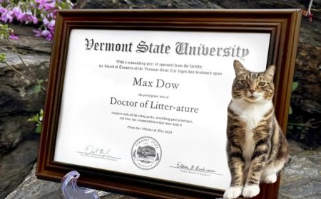 ABD'de Bir Kediye Onursal Diploma Verildi Max'in Hikayesi