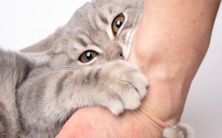 Kedi Tırmığı Hastalığı