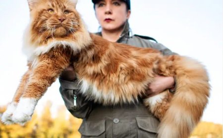 Dev Kediler Dünyayı Fethediyor Maine Coon ve Ragdoll Cinsleri Hakkında Bilmeniz Gerekenler