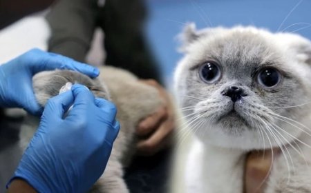 Kediye Burun Estetiği Yapıldı Yulaf Sağlığına Kavuştu