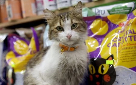 "Yedi Bela Hüsnü" Lakaplı Fenomen Kedi