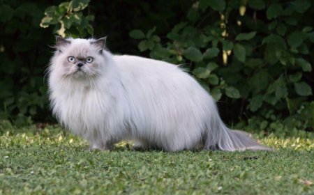 FARS KEDİSİ ÖZELLİKLERİ NELERDİR?