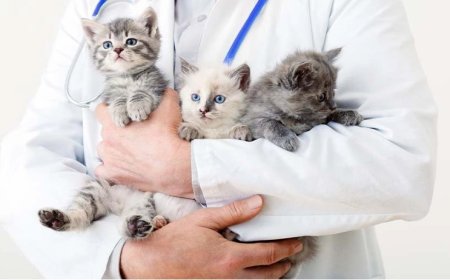 Kedilerde FİP Alarmı Türkiye'de Yayılıyor mu, İnsana Bulaşıyor mu?