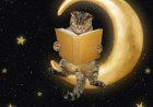 Kedilerin Gece Görüşü