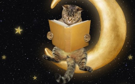 Kedilerin Gece Görüşü