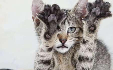 Kedilerin Gizli Dünyası 10 Şaşırtıcı Gerçek