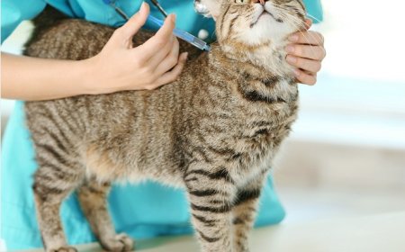 Kedilerin Kısırlaştırılması Ömrünü Uzatır Mı? İşte Bilimsel Gerçekler