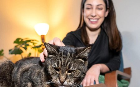 Kedilerle Yaşamanın 10 Faydası Mutluluğa Giden Yolda Minik Patiler