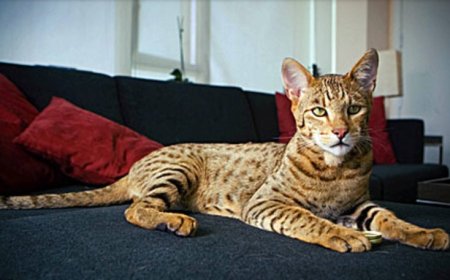 Dünyanın En Pahalı Evcil Hayvanı Ashera Kedisi