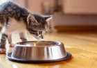EVDE KEDİ JÖLESİ YAPIMI