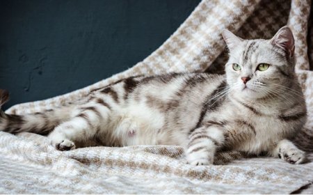 Hamile Kedi Bakımı