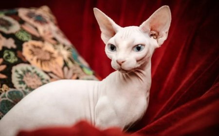 SFENKS KEDİSİ ÖZELLİKLERİ VE BAKIMI